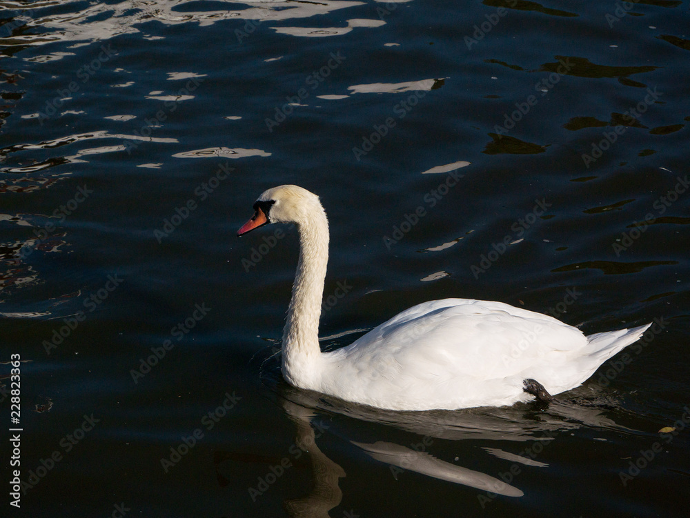 Naklejka premium Prague city - swan