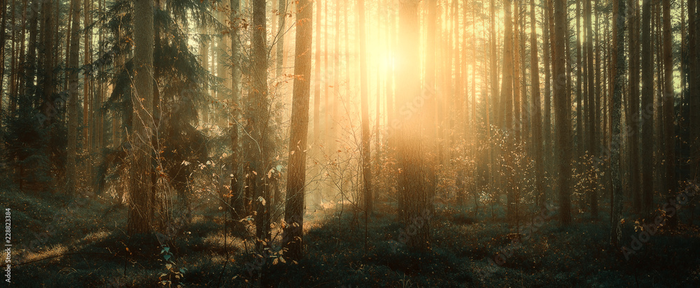 pine trees pine trees