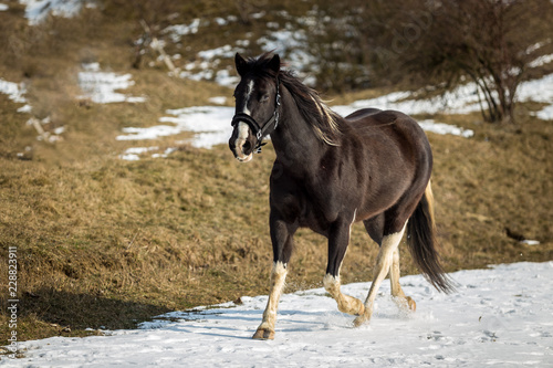 Black and white horse running in the snow