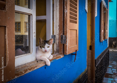 Three color cat lying in the windows of blue house in the streets of african village of Palmeira, island of Sal, Cabo Verde