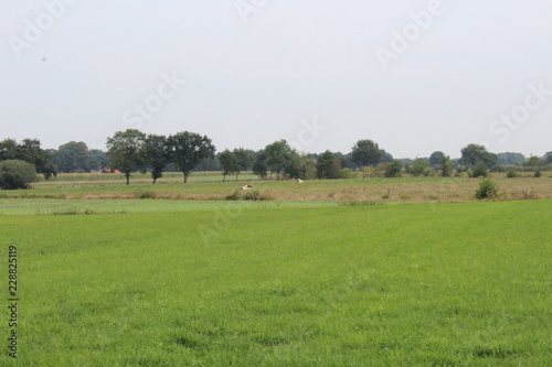 a pasture in East Frisia, Germany