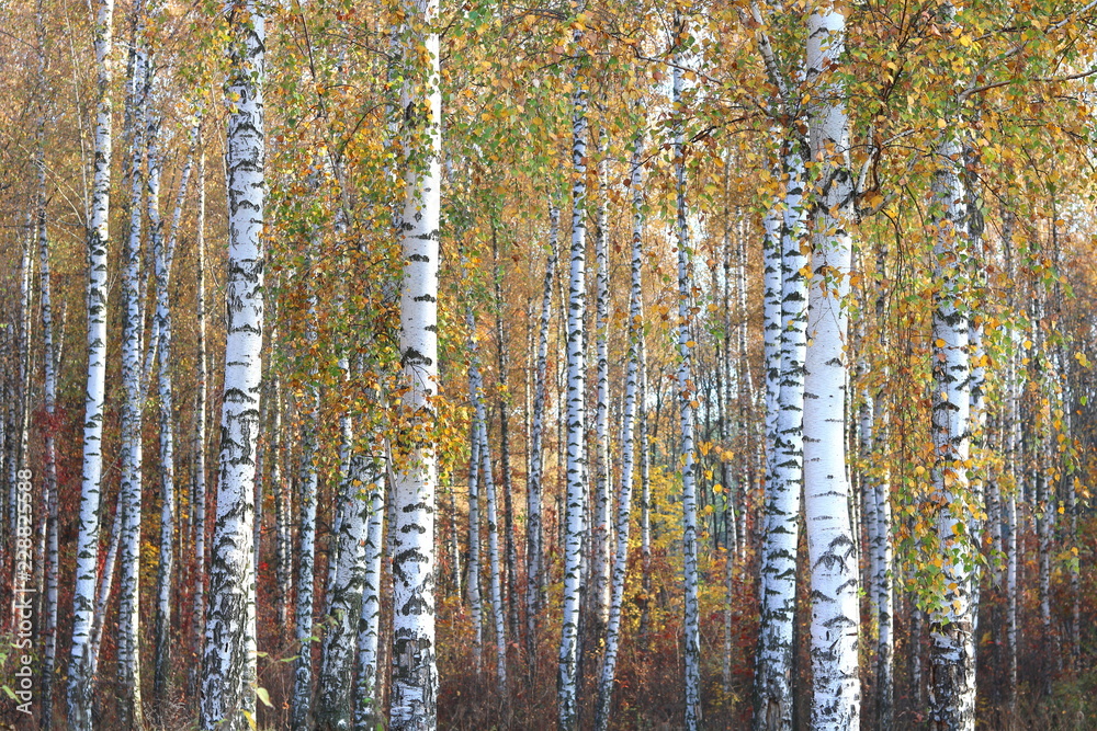 beautiful scene with birches in yellow autumn birch forest in october among other birches in birch grove beautiful scene with birches in yellow autumn birch forest in october among other birches in birch grove