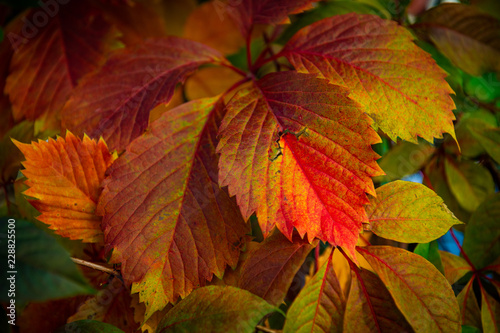 Nice color grape leaves autumn colors bright 