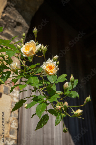 England. United Kingdom.. Kent. Roses.Sissinghurst Castle Garden. photo