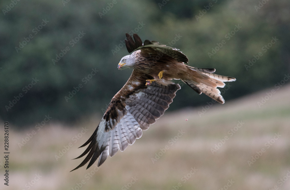 Fototapeta premium Red Kite (Milvus milvus) at Gigrin Farm, Wales, UK