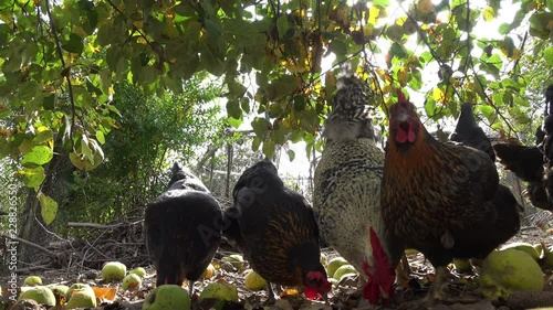 Wallpaper Mural Happy free range chickens on an organic farm Torontodigital.ca
