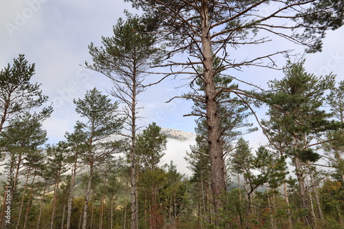 Forêt de Montagne