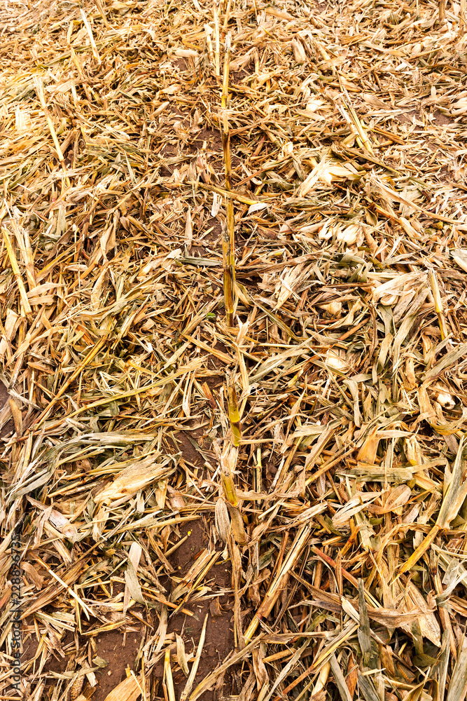 corn stubble autumn corn stubble autumn