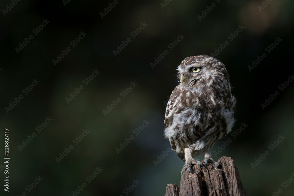 little owl (Athene noctua), sits on a tree stump little owl (Athene noctua), sits on a tree stump