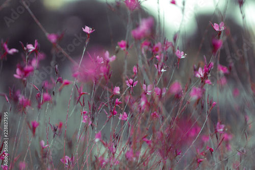 Flower fall nature