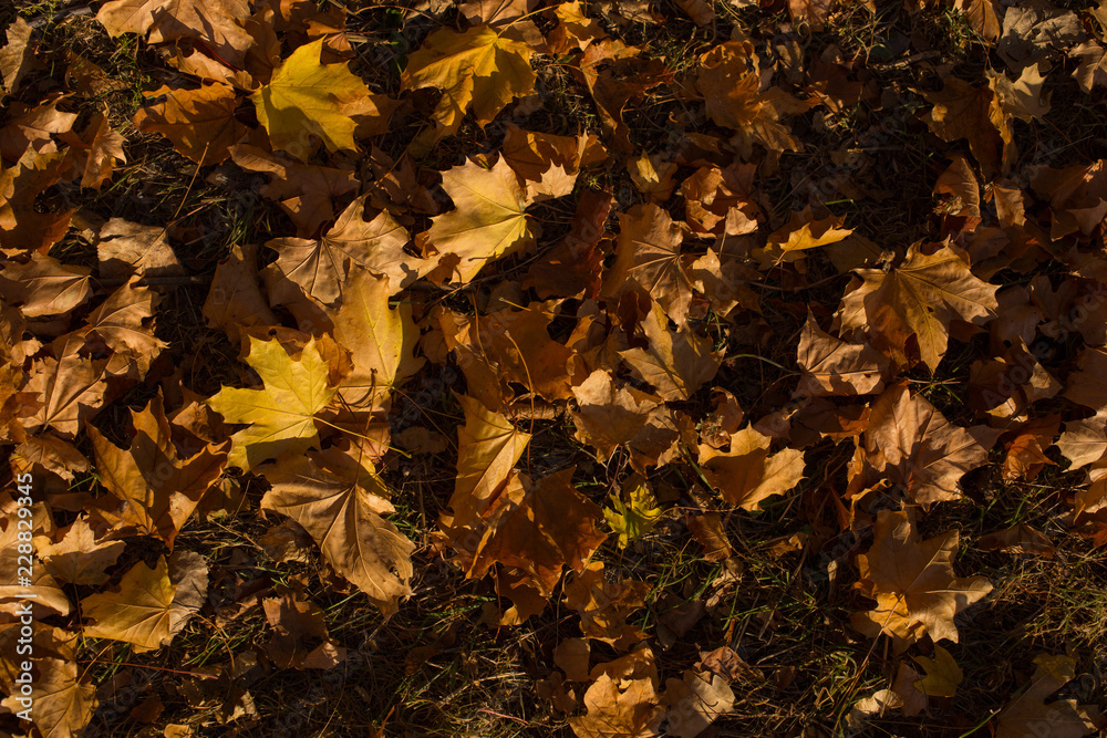 Field of maple leaves. Autumn carpet. Trees threw off foliage. Field of maple leaves. Autumn carpet. Trees threw off foliage.