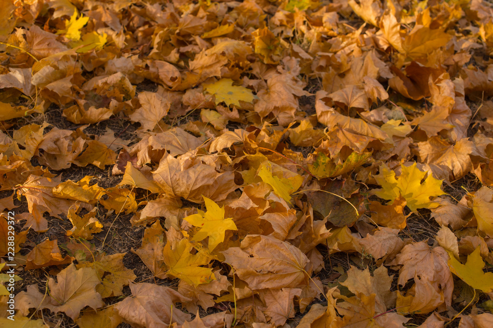 Field of maple leaves. Autumn carpet. Trees threw off foliage.
