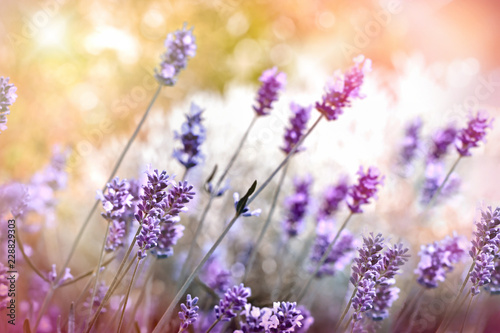 Fototapeta Naklejka Na Ścianę i Meble -  Selective and soft focus on lavender flower, beautiful nature, beautiful flower