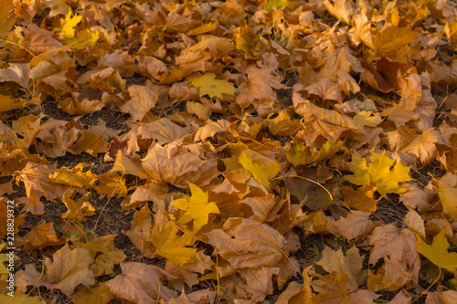 Field of maple leaves. Autumn carpet. Trees threw off foliage.