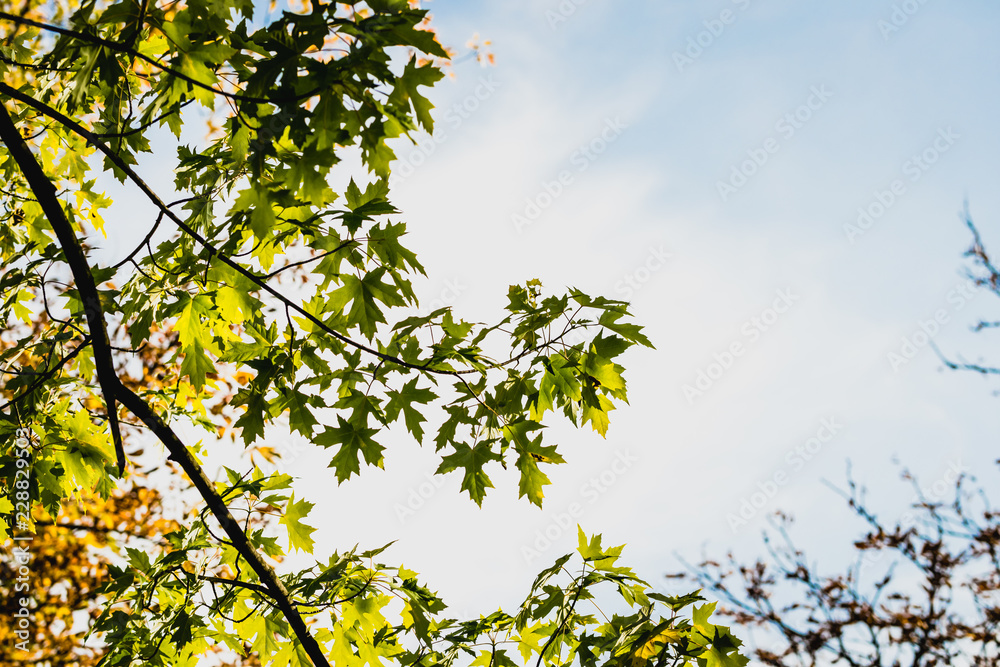 Fototapeta premium Colorful yellow autumn leaves of a maple against the backdrop of a clear blue sky