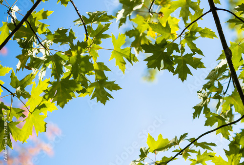 Colorful yellow autumn leaves of a maple against the backdrop of a clear blue sky