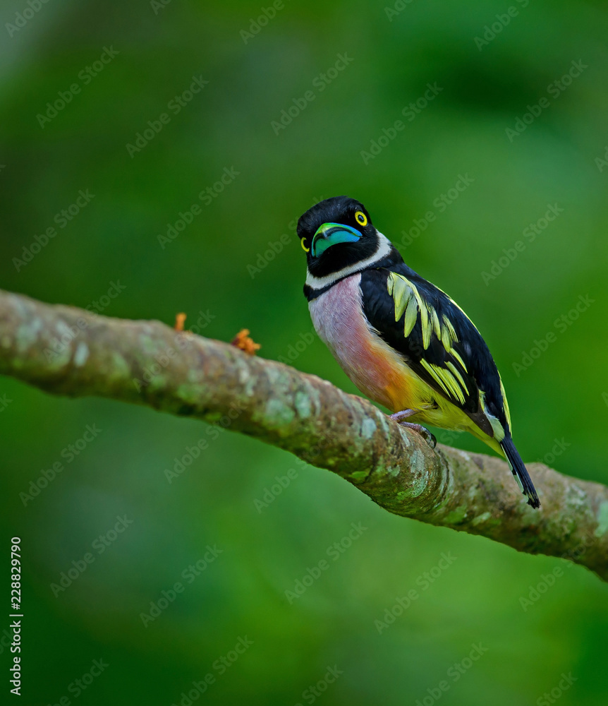 Black and Yellow broadbills perches on a brunch Black and Yellow broadbills perches on a brunch