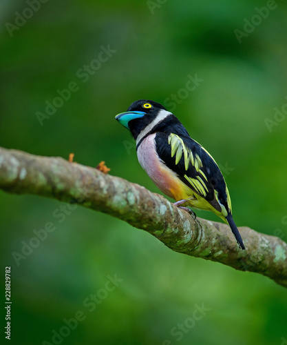 Black and Yellow broadbills perches on a brunch