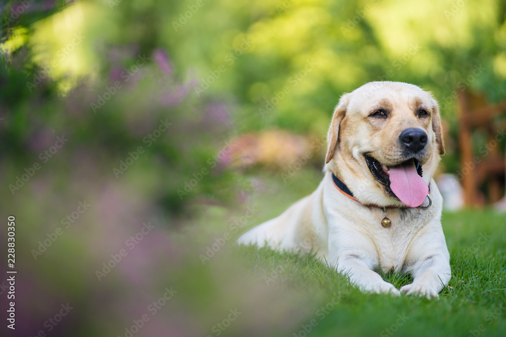 Happy and active purebred Golden Retriever dog outdoors in the grass on a sunny summer day. 