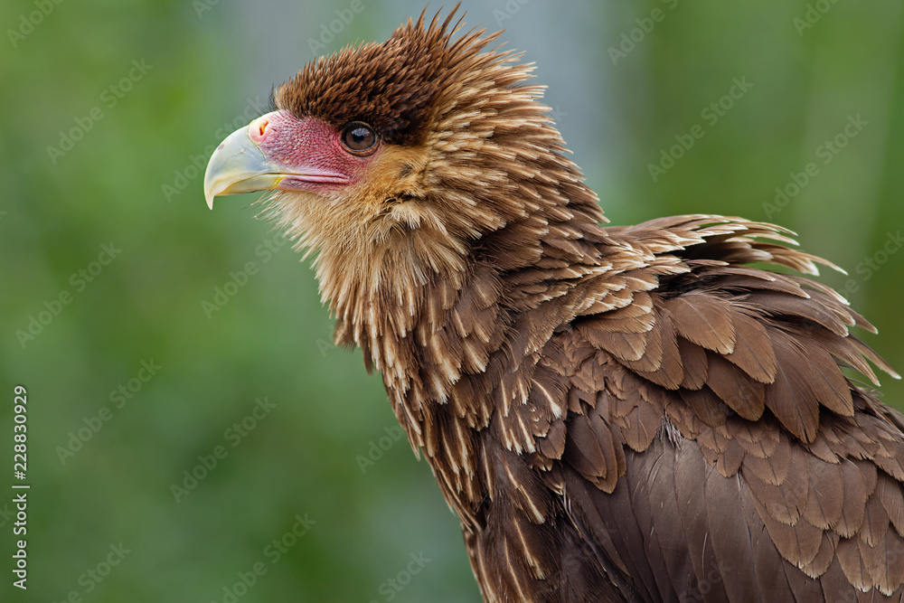 Fototapeta premium Portrait Greifvogel