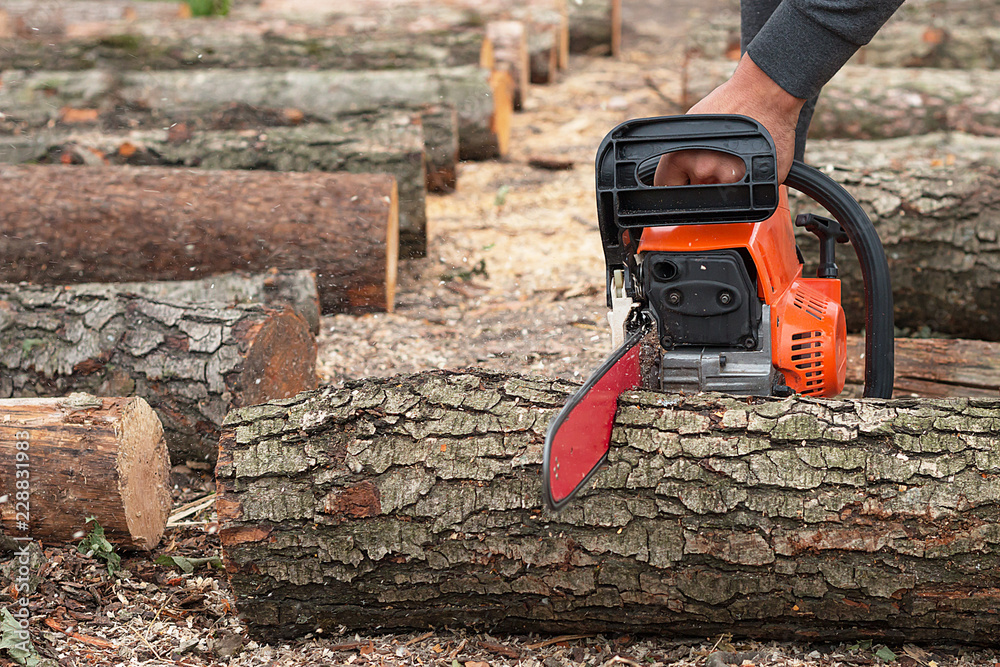Sawing a tree with a chainsaw. Chainsaw in action cutting wood.