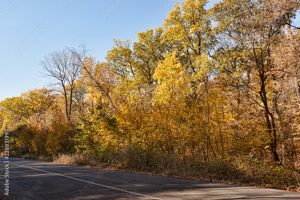 Deciduous forest road on a sunny October afternoon Deciduous forest road on a sunny October afternoon