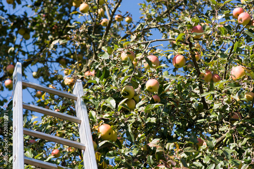 reife Äpfel an einem Baum zum Ernten