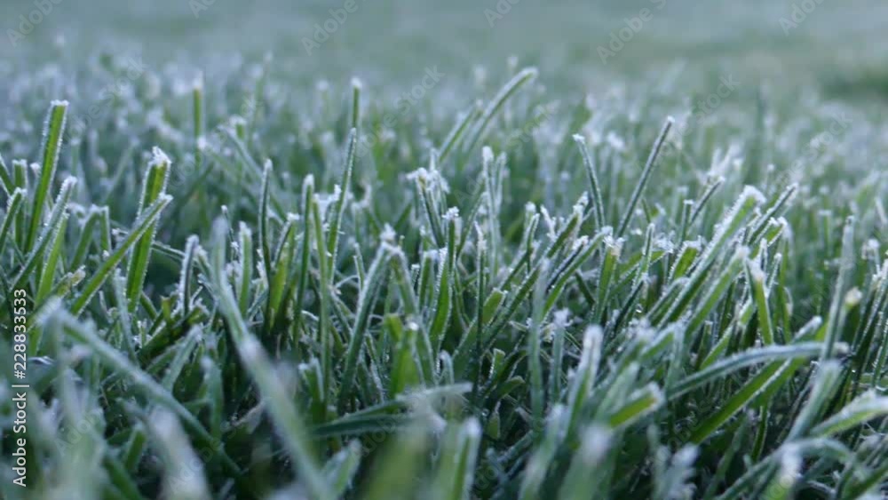 Winter background of frosty green grass in sun rays. Nature background Winter background of frosty green grass in sun rays. Nature background