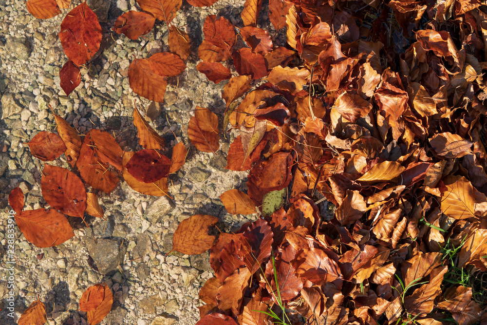 Herbstblätter Herbstblätter