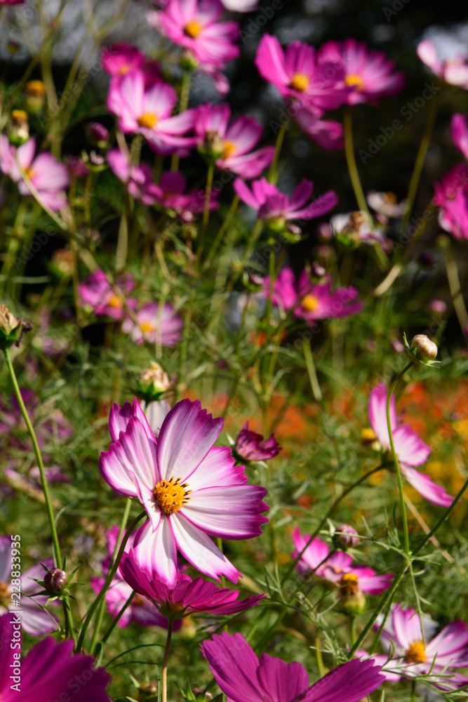 Fototapeta premium コスモス