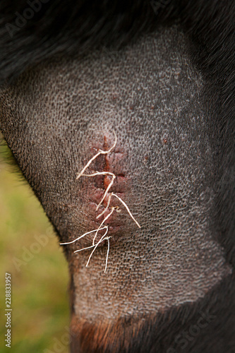 Close up of a shaved area with stitches on Dobermann dog's leg