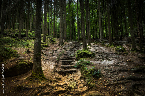 Treppe im Wald