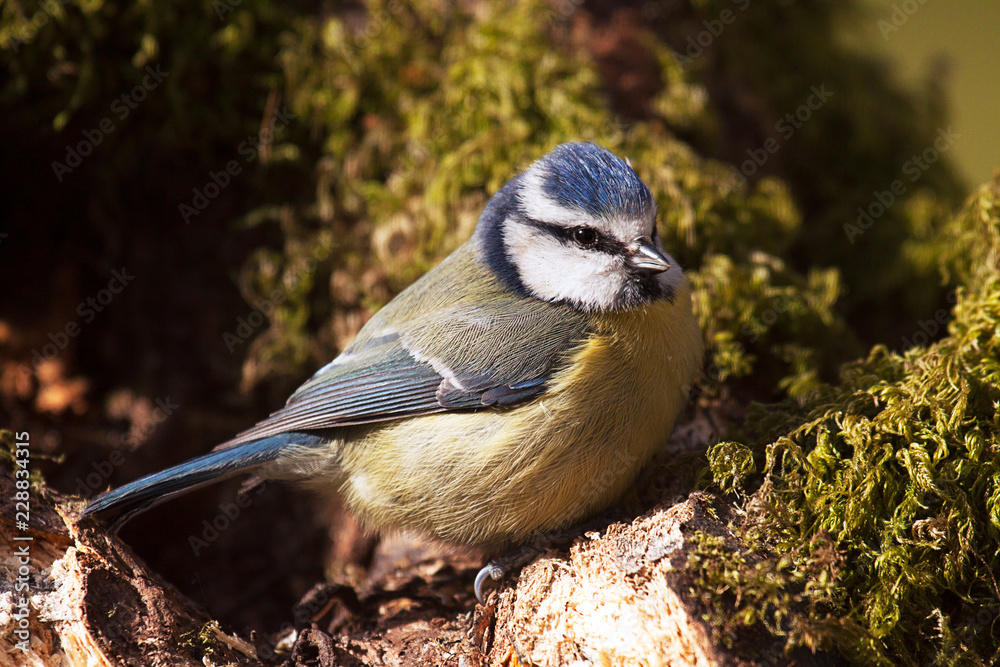 Obraz premium Close up of a Blue Tit, a small blue and yellow bird sitting on a mossy tree stump
