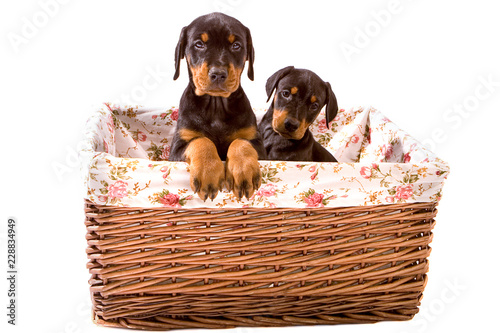 Two Dobermann Pups looking cute in a basekt