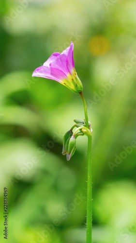 Beauty of Purple flower