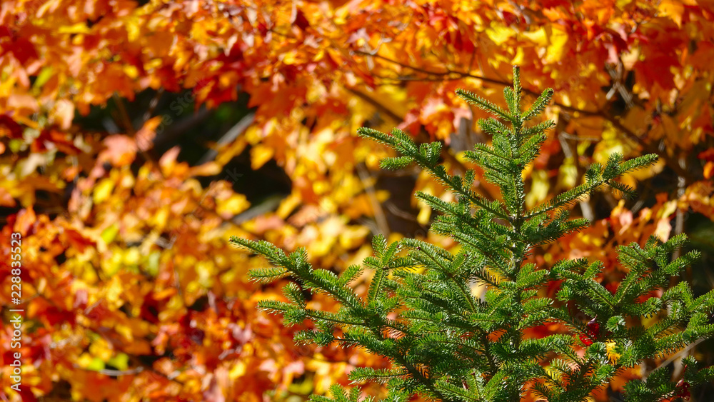 CLOSE UP: Fall sun shines on green spruce tree surrounded by yellow forest. CLOSE UP: Fall sun shines on green spruce tree surrounded by yellow forest.