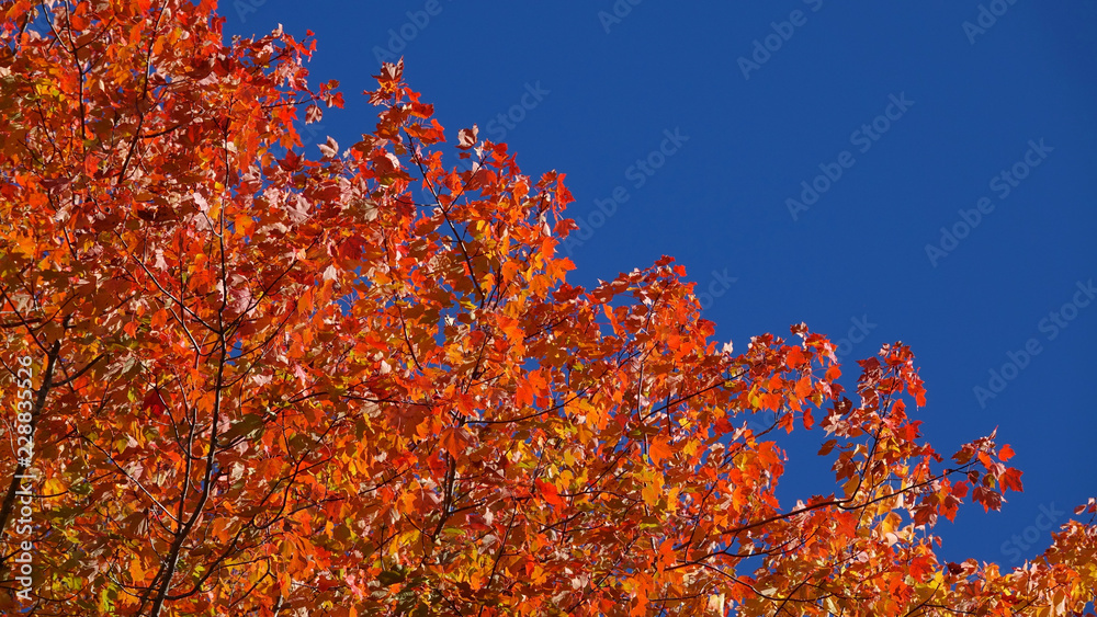 Fototapeta premium BOTTOM UP: Deciduous forest in Vermont changing its colors in the idyllic fall.