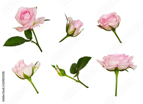 Set of pink rose flower and buds
