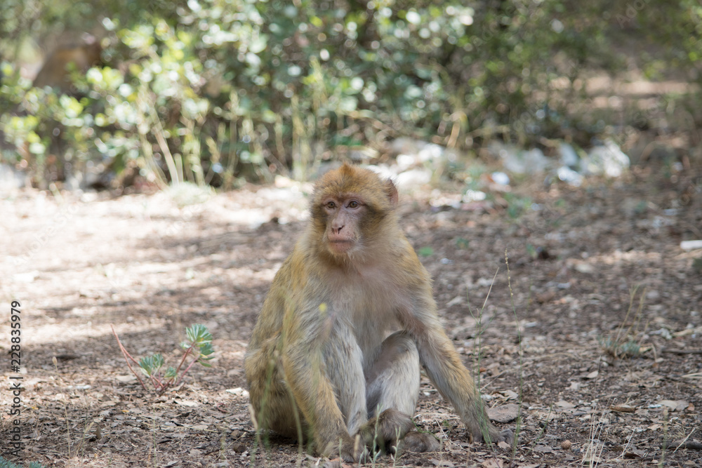 Young Barbary Macaque Monkey sitting in ground in the cedar forest Mid Atlas range Azrou, Morocco Young Barbary Macaque Monkey sitting in ground in the cedar forest Mid Atlas range Azrou, Morocco