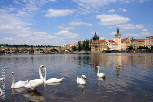 swans on the river in Prague