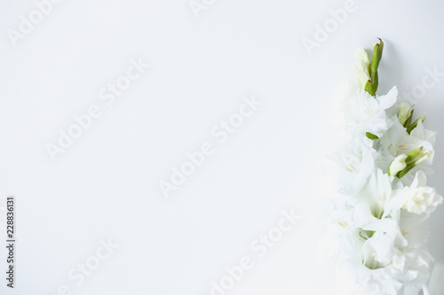 Website banner of gladiolus in white background with copy space. Concept of blog header, flowers and flora, innocence beauty. photo