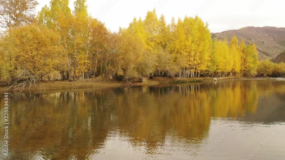 China's Xinjiang scenery, white birch forest China's Xinjiang scenery, white birch forest