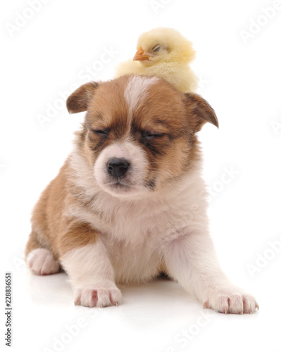 Cute puppy and yellow chicken.