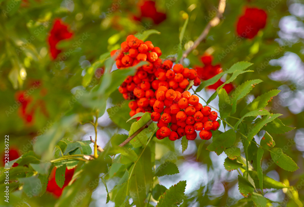 Fototapeta premium Red rowan berries on the branches of a tree