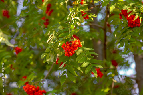 Red rowan berries on the branches of a tree