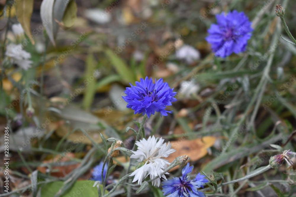 Obraz premium knapweed