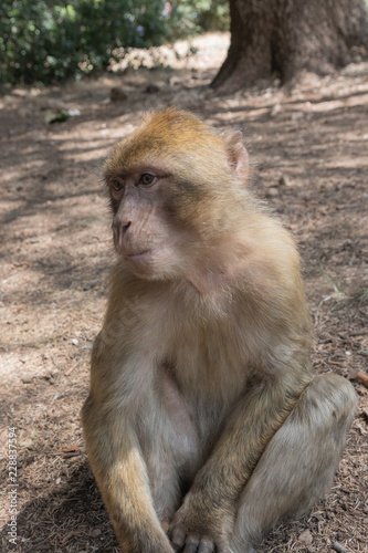 Young Barbary Macaque Monkey in the cedar forest Mid Atlas range Azrou, Morocco