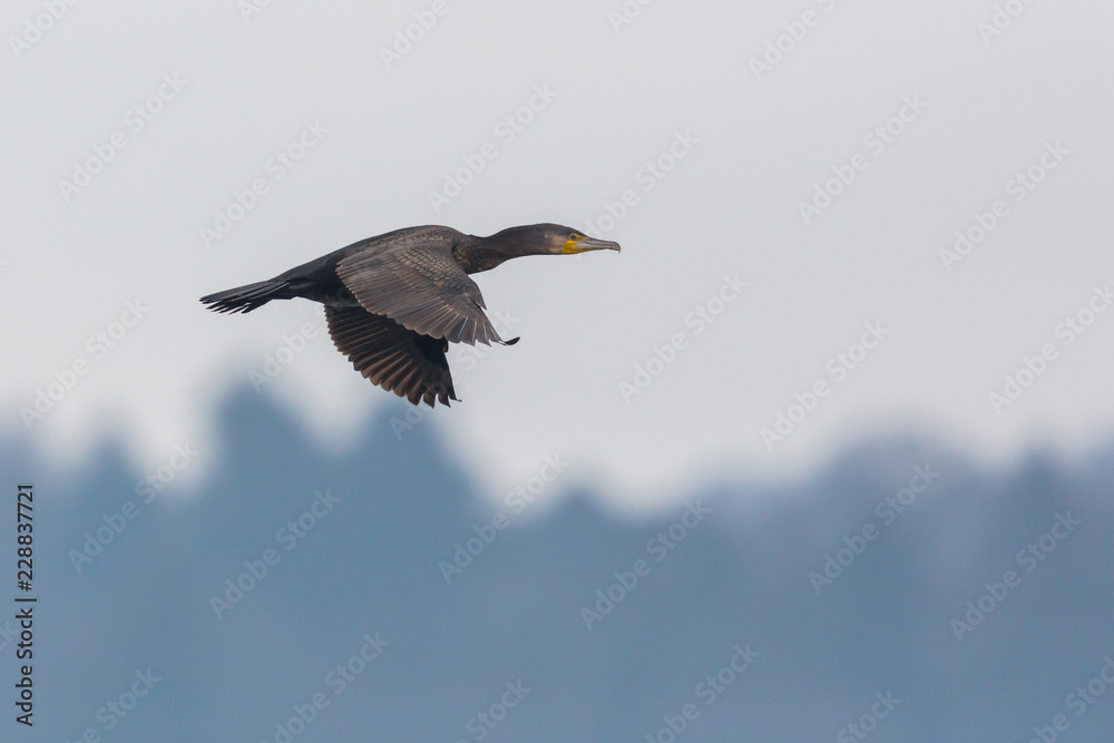 great cormorant flying (phalacrocorax carbo) with spread wings great cormorant flying (phalacrocorax carbo) with spread wings