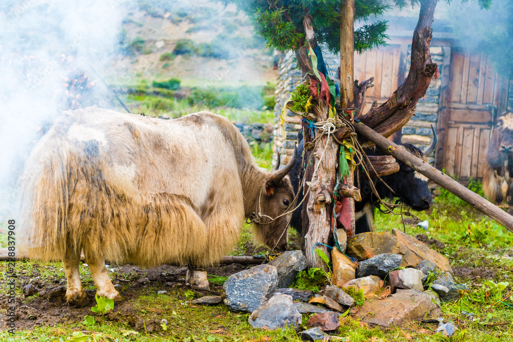 Fototapeta premium Himalayan yaks on Annapurna circuit track, Nepal