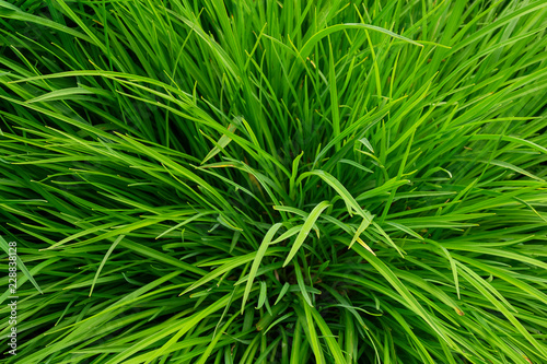 green grass background